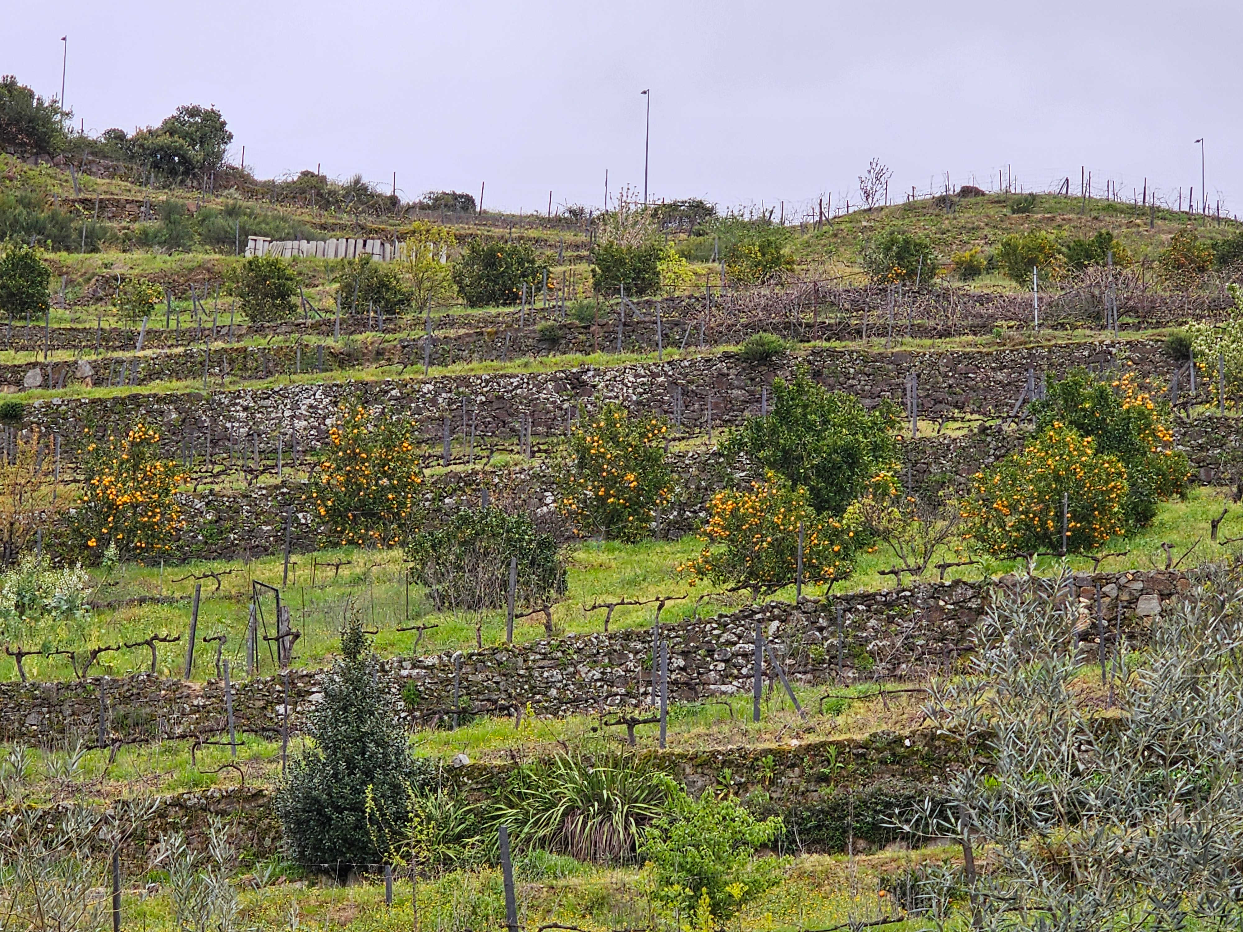 Douro